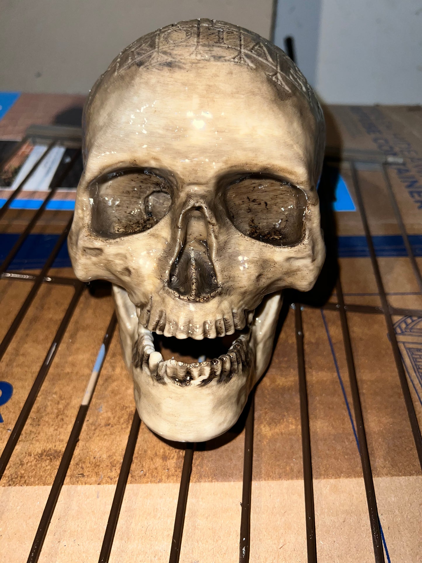 German Oath Skull, Weathered Bone