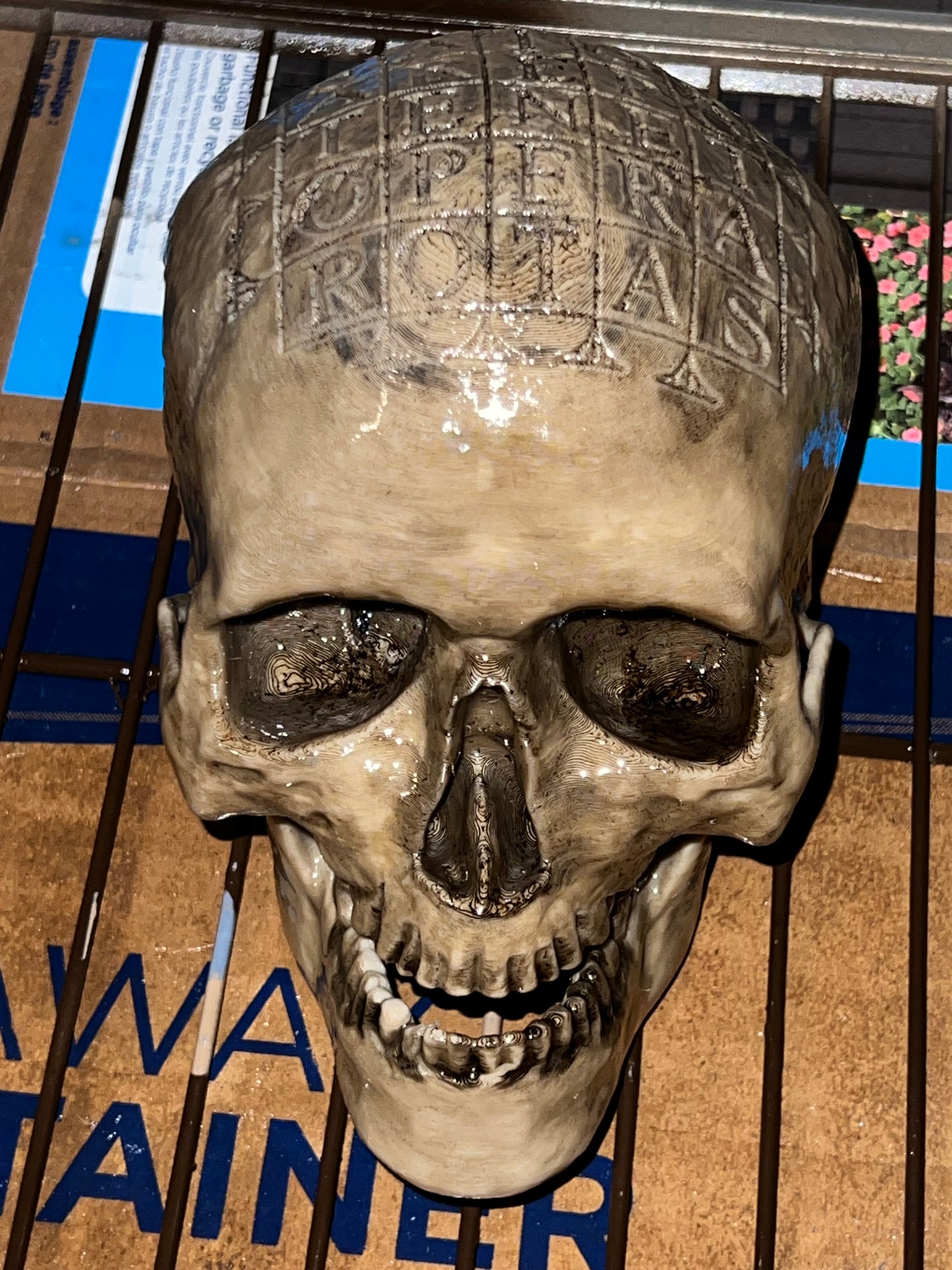 German Oath Skull, Weathered Bone